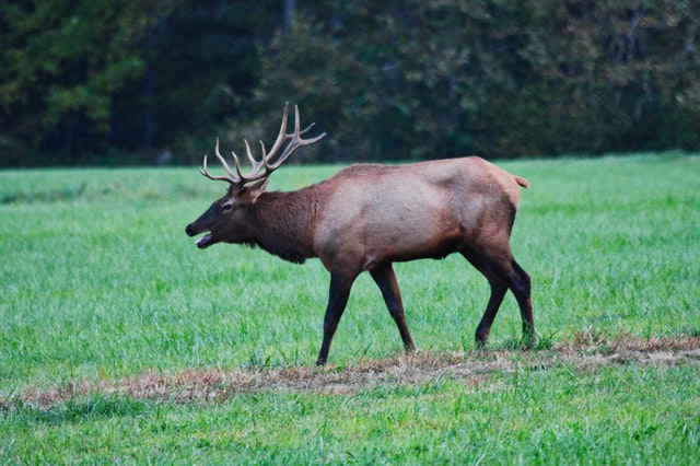 an elk on a green field